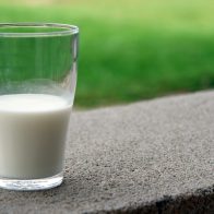 Crean leche de vaca artificial con una tecnología de cultivo de células de mamíferos