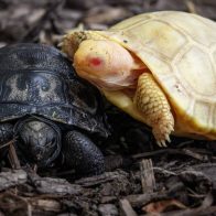 Día Mundial de la Tortuga