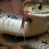 Día Mundial de la Serpiente: guardianas invisibles del equilibrio natural