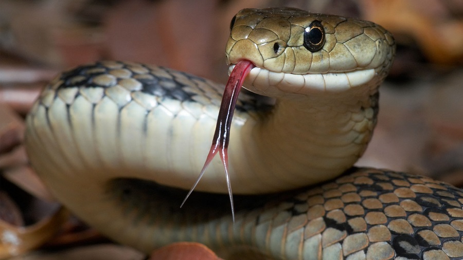 Día Mundial de la Serpiente: guardianas invisibles del equilibrio natural