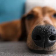 Descubren que los perros pueden 'ver' con sus narices