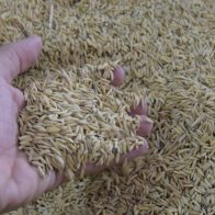 El Gobierno evalúa vender el excedente de arroz a varios países