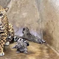 Zoológico de Nicaragua reproduce dos jaguares en peligro de extinción