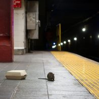 Presentan plan para tratar de acabar con las ratas en Nueva York