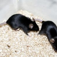 El sonido induce alivio del dolor en ratones a través de un circuito neuronal