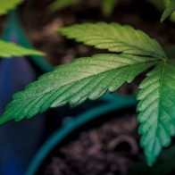 Nueva York dará fondos a universidades para promocionar formación en cannabis