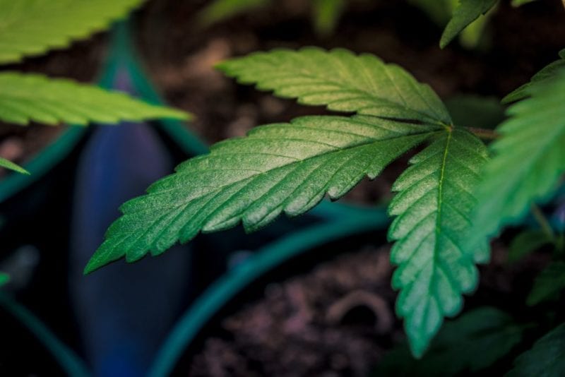 Nueva York dará fondos a universidades para promocionar formación en cannabis
