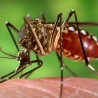 Mosquito