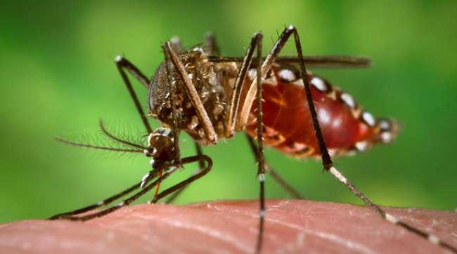 Mosquito