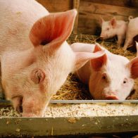 Someterán a la Justicia a productor de cerdo reincidente en contaminar agua