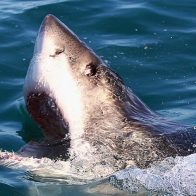 Hospitalizan hombre por mordedura de un tiburón en Florida