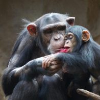 14 de julio: Día Mundial del Chimpancé