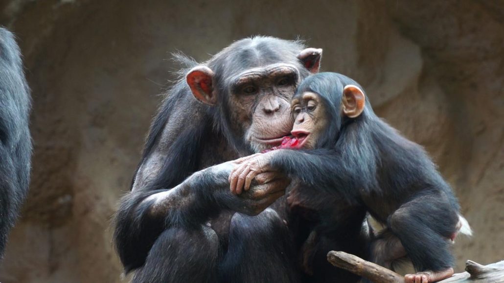 14 de julio: Día Mundial del Chimpancé