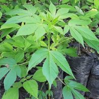 Condenan a 11 años a detenidos con 86.000 plantas de coca en Honduras