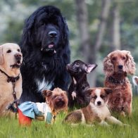 ¡Firulais, hoy es tu día! 28 de mayo: Día Mundial del Perro sin Raza