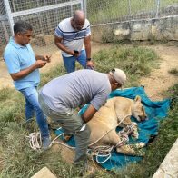 León que escapó de hacienda en Puerto Plata es llevado al Zoológico Nacional