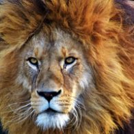 Día Mundial del León