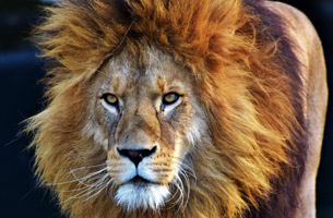 Día Mundial del León