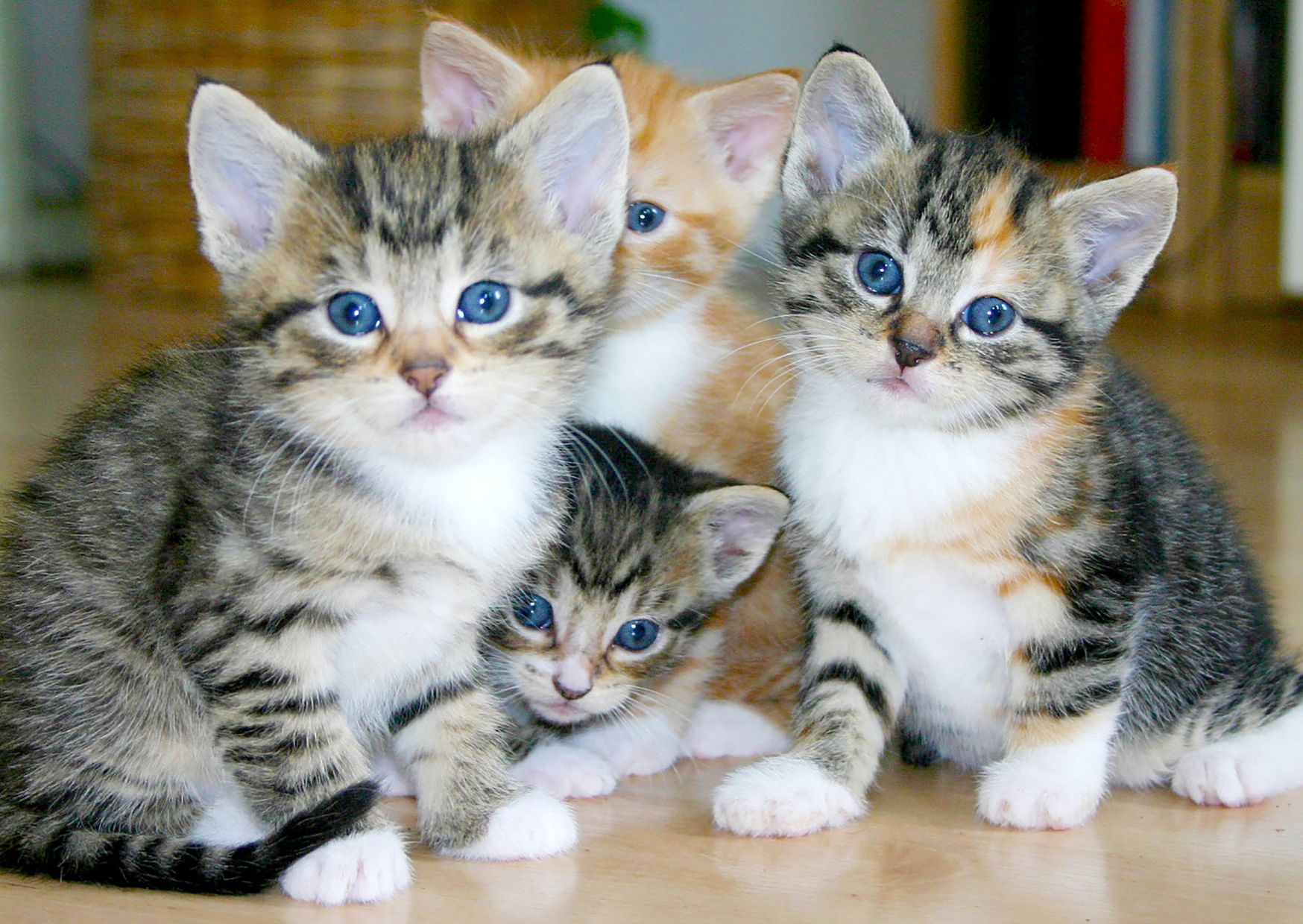 Gato
