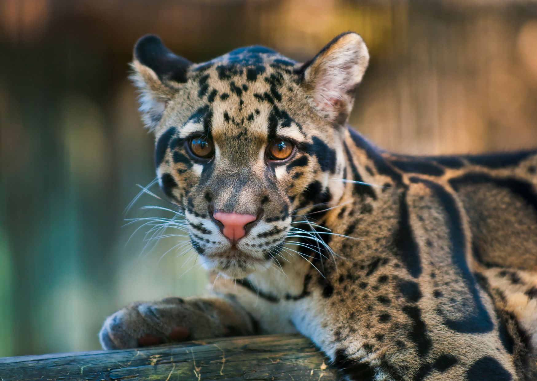 Día Internacional del Leopardo Nublado