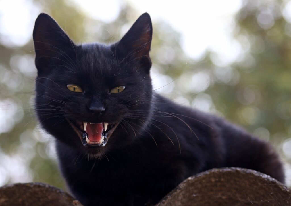 Gato