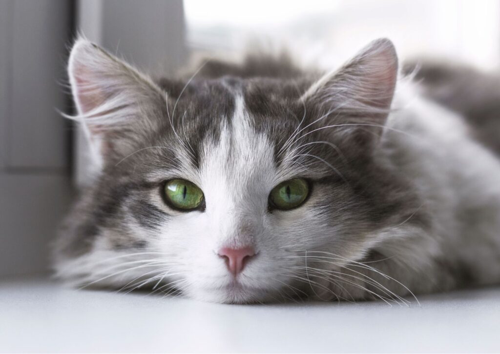 Gato