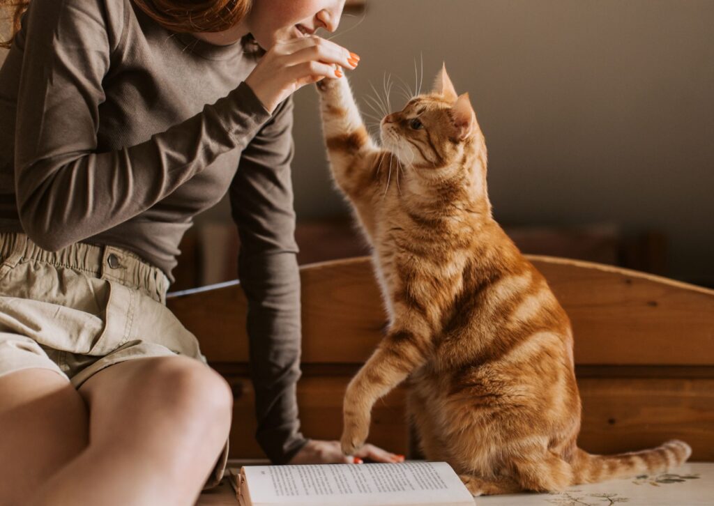 Gato