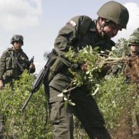 Suspenden la erradicación forzada de cultivos de coca en Colombia