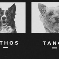 Condenan a más de 10 años de prisión a un hombre que envenenó dos perros rescatistas