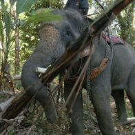 Elefante parte por la mitad a su adiestrador después de que el calor extremo lo "volviera loco"