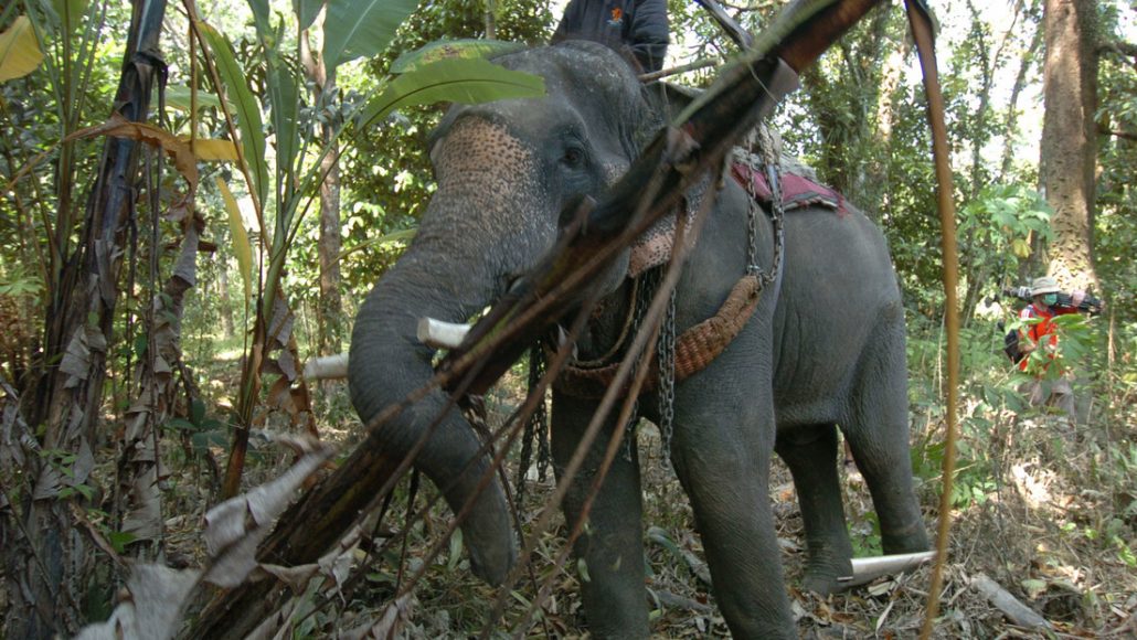 Elefante parte por la mitad a su adiestrador después de que el calor extremo lo "volviera loco"