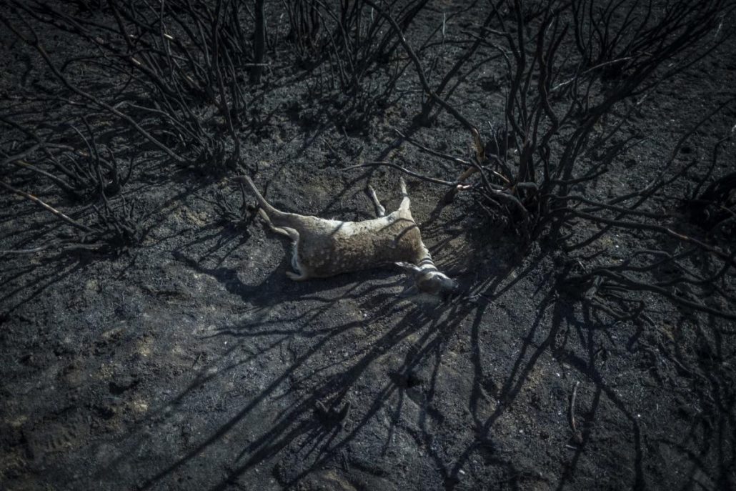 El mundo debe prepararse para un posible "final climático", alertan expertos