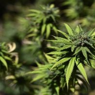 Inician campaña para legalizar marihuana de uso recreativo en Florida