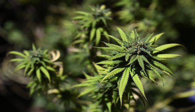 Inician campaña para legalizar marihuana de uso recreativo en Florida
