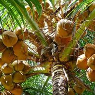 Día Mundial del Coco
