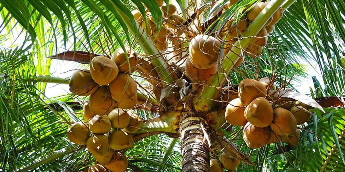 Día Mundial del Coco