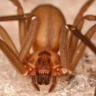Especies Exóticas de Medio Ambiente insta a dominicano no matar los arácnidos