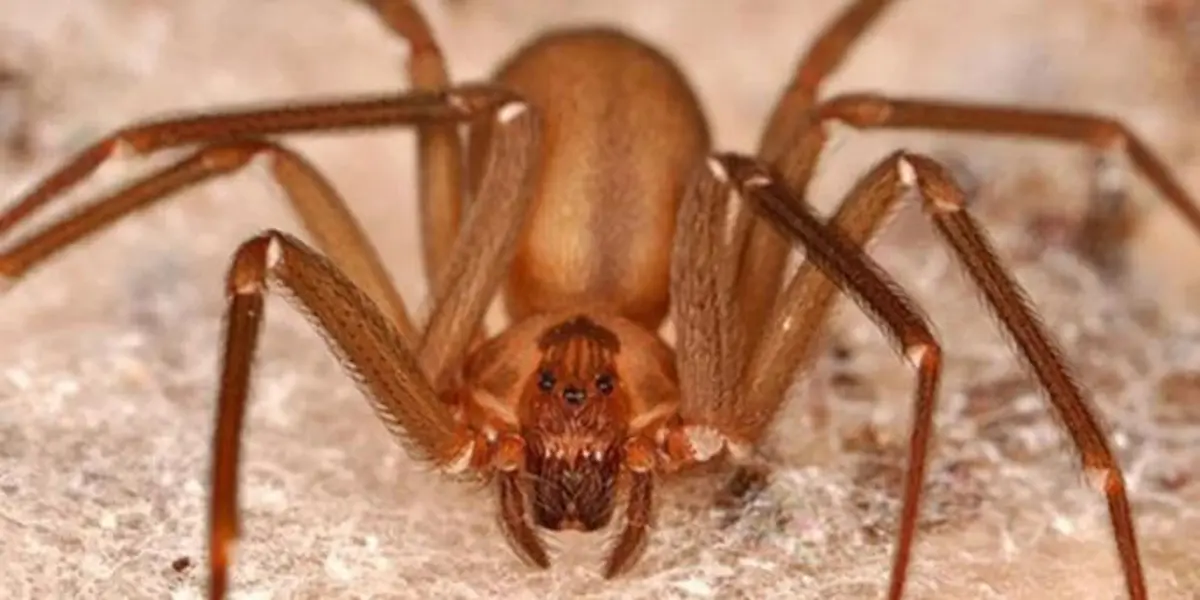 Especies Exóticas de Medio Ambiente insta a dominicano no matar los arácnidos