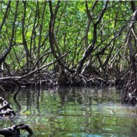 Medio Ambiente recuperó más de 21 kilómetros de manglares en el último año