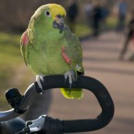 Un loro “noquea” a un ciclista en el norte de España