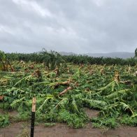 Pérdidas en agricultura superan los 100 millones de dólares en Puerto Rico