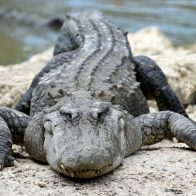 Caimán ataca mujer de 77 años en florida y la envía al hospital