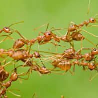Detectan en Francia la primera supercolonia de la peligrosa 'hormiga eléctrica'