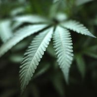 Alemania presenta un plan para legalizar el cannabis para uso recreativo