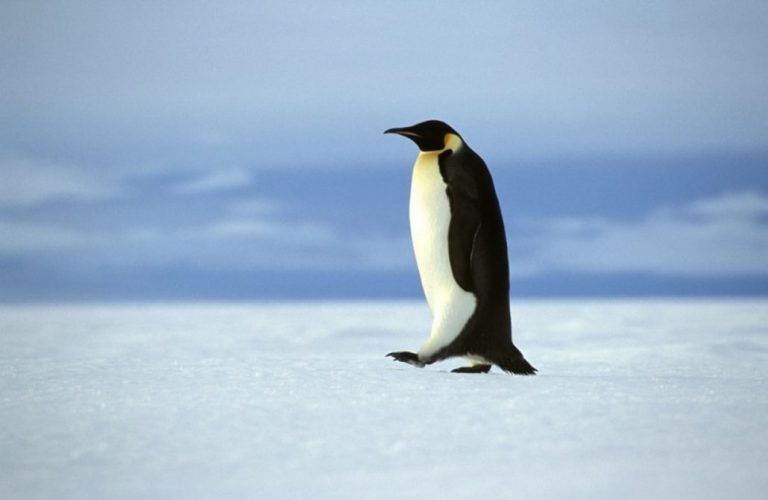 El pinguino emperador | Noticias de hoy en De Último Minuto
