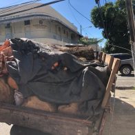 Imponen prisión preventiva a un hombre por corte ilegal de árboles en Moca