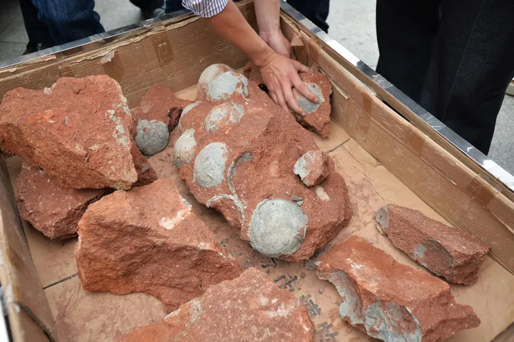 Hallan huevos de dinosaurio de 80 millones de años en el centro de China