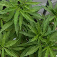 Presentan medida para despenalizar posesión simple de cannabis en Puerto Rico