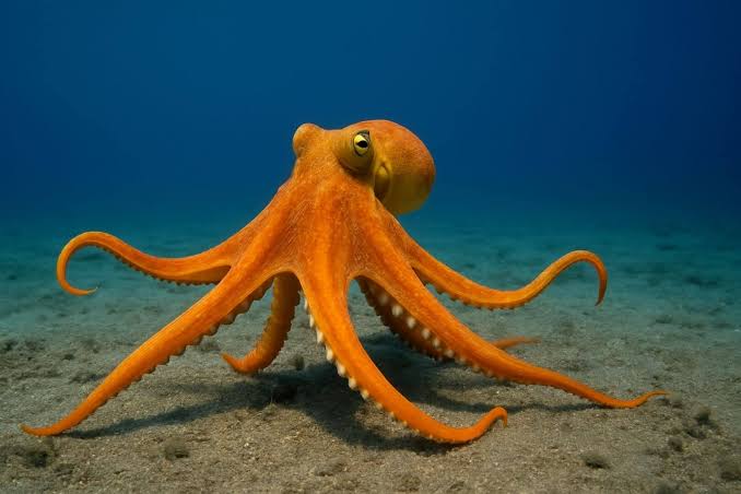 Día Internacional del Pulpo