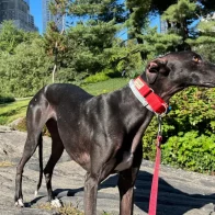 Una perrita galgo Aitana llega a Nueva York huyendo del maltrato animal en España